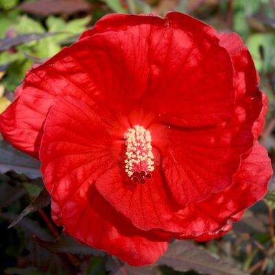 Hibiscus moscheutos Midnight Marvel