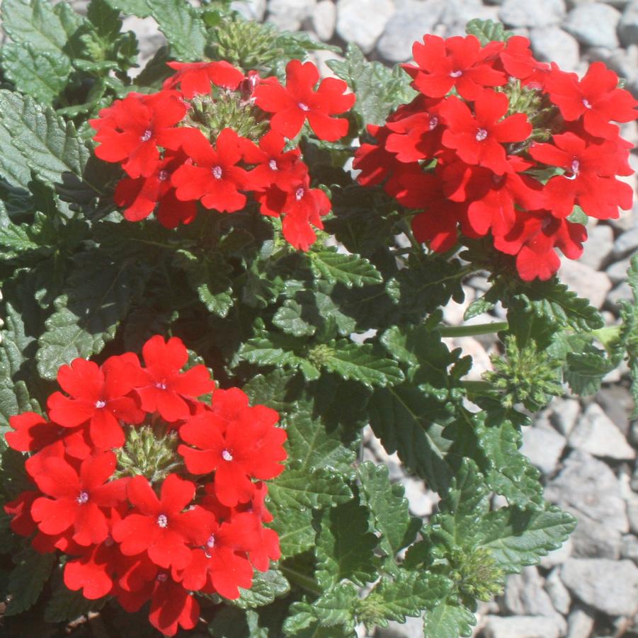 Verbena peruviana Endurascape Red