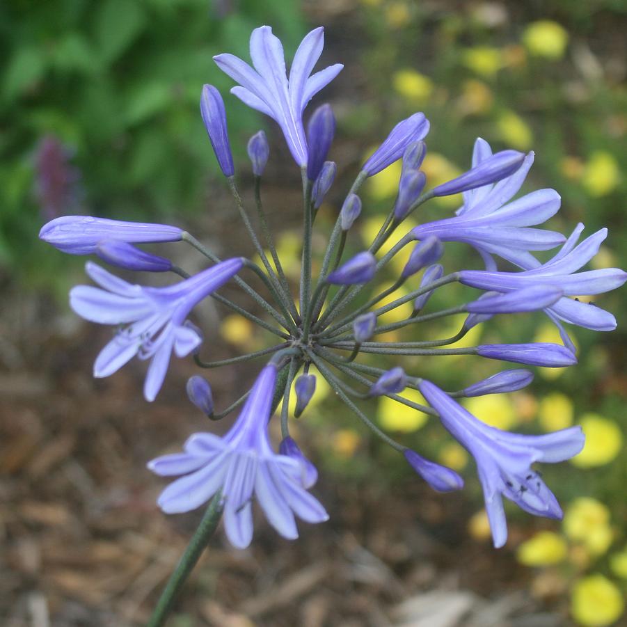 Agapanthus africanus Peter Pan