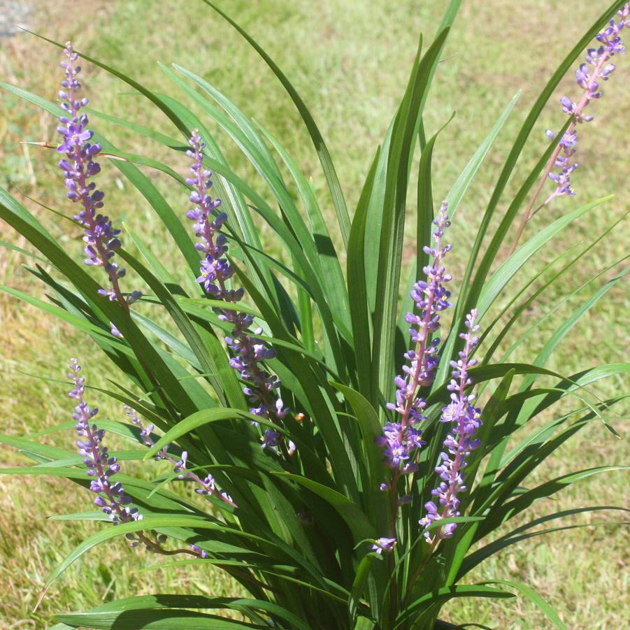 Liriope muscari Super Blue