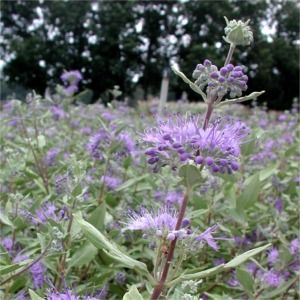 Caryopteris clandonensis Longwood Blue