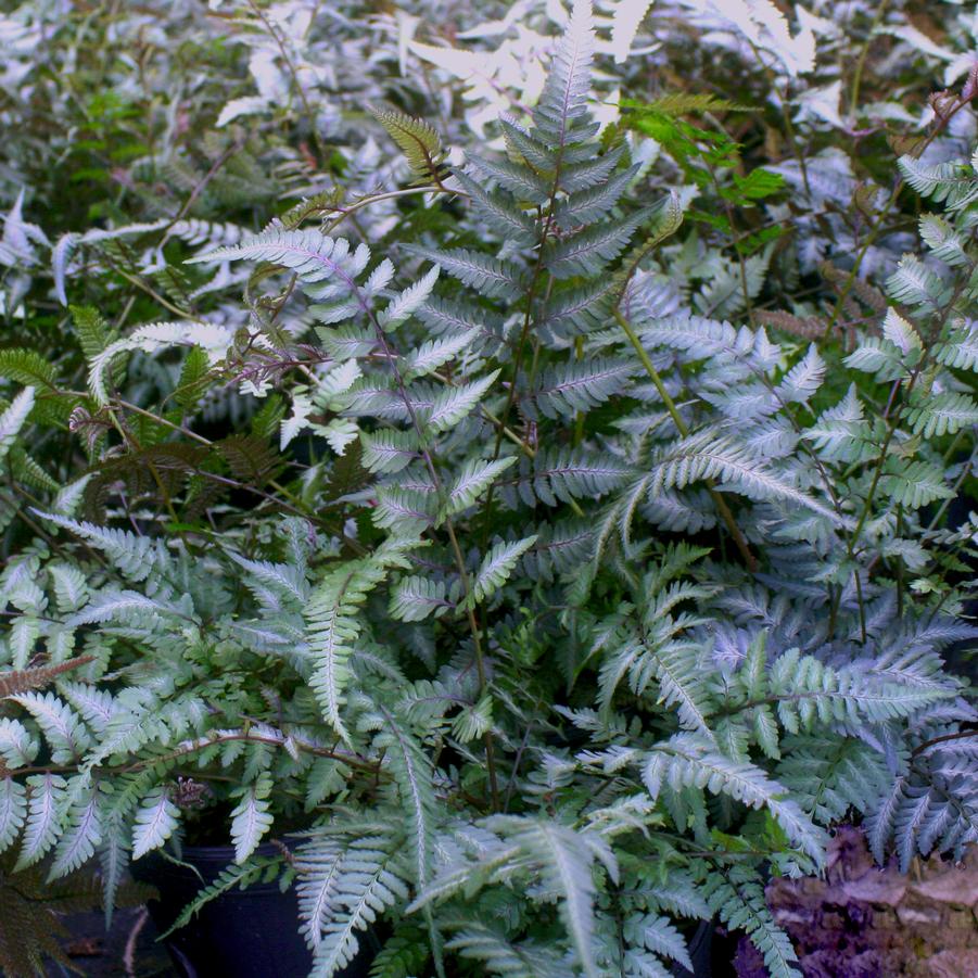 Athyrium niponicum Godzilla