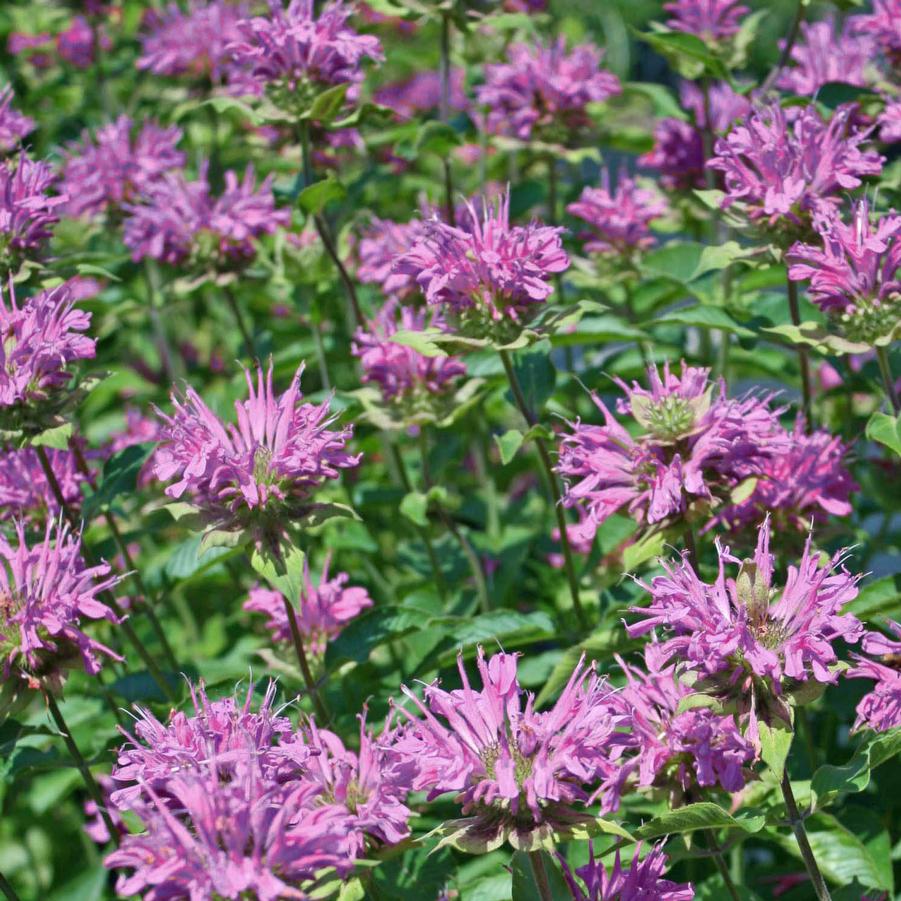 Monarda fistulosa Claire Grace