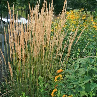 Calamagrostis acutiflora Karl Foerster