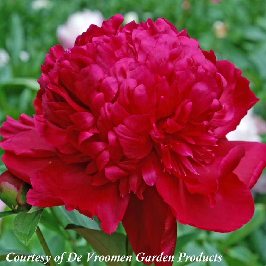 Paeonia lactiflora Inspecteur Lavergne