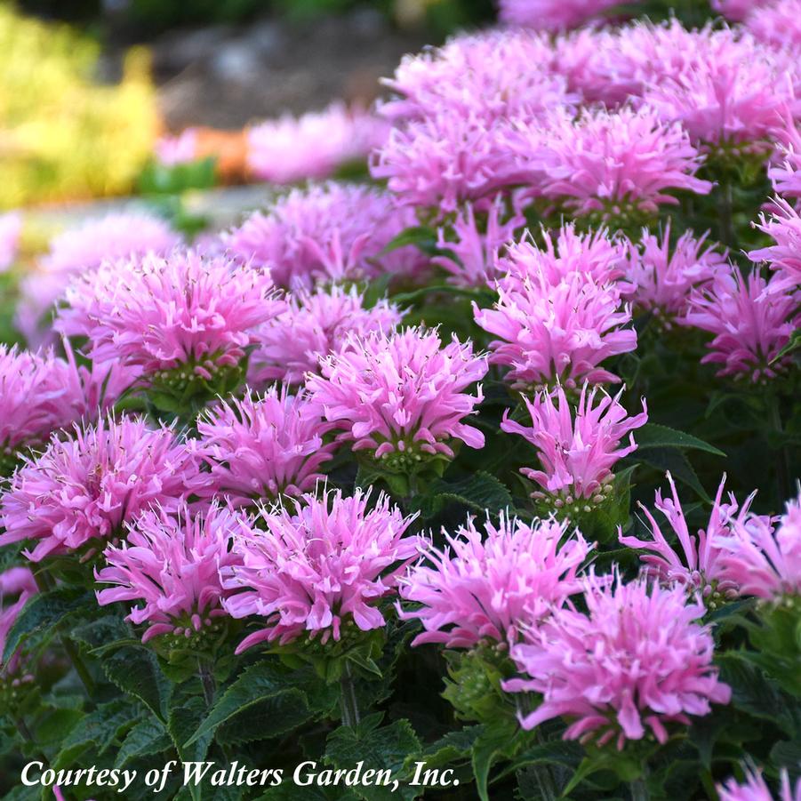 Monarda didyma Pink Frosting