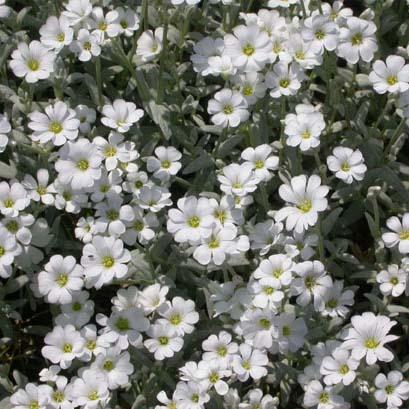 Cerastium tomentosum 