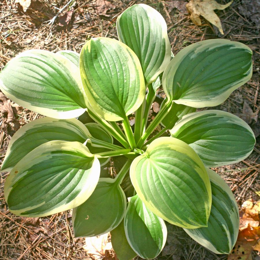 Hosta Diana Remembered