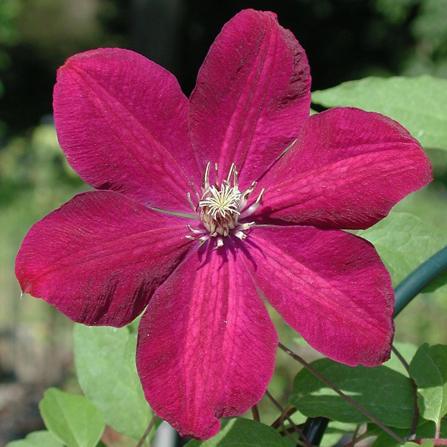 Clematis Ernest Markham