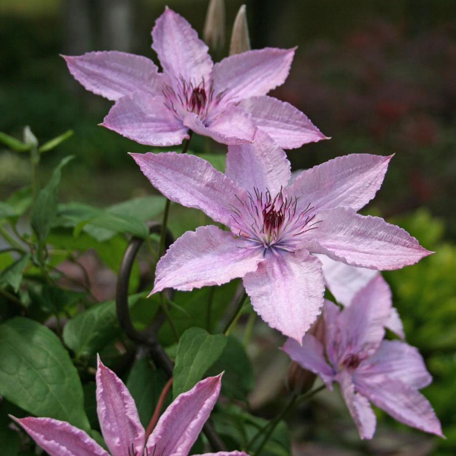 Clematis Hagley Hybrid