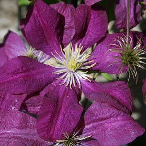 Clematis Jackmanii Rubra