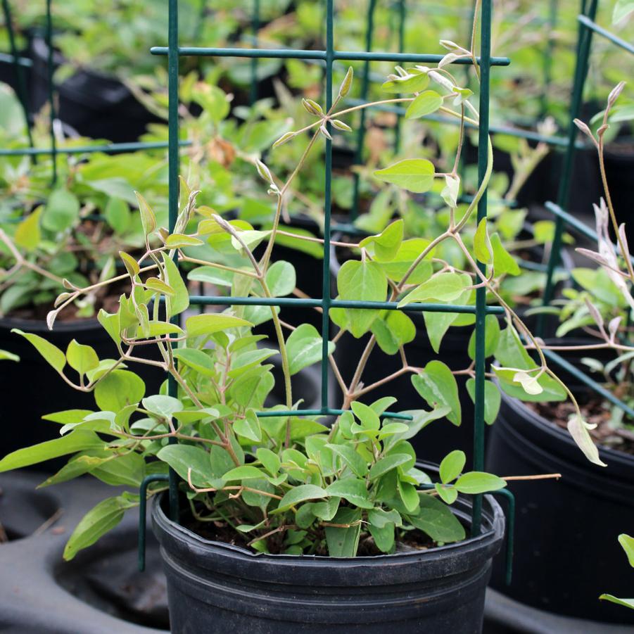 Clematis paniculata 