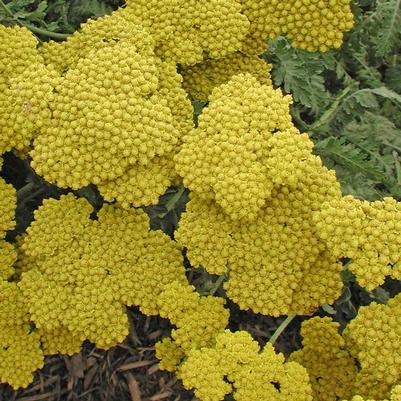 Achillea Moonshine