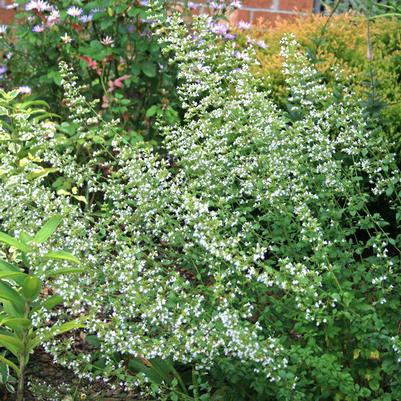 Calamintha nepeta Montrose White