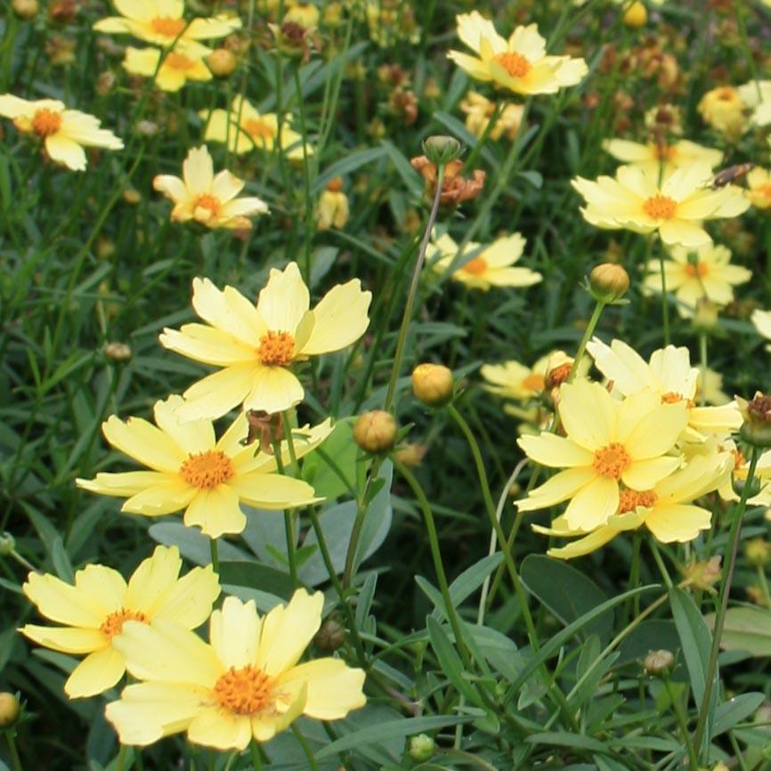 Coreopsis Full Moon