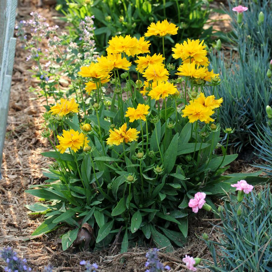 Coreopsis grandiflora Presto