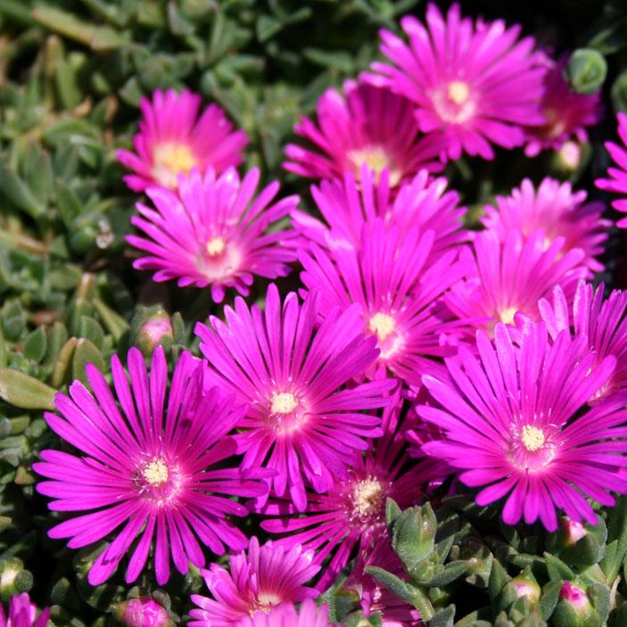 Delosperma Tiffindell Magenta