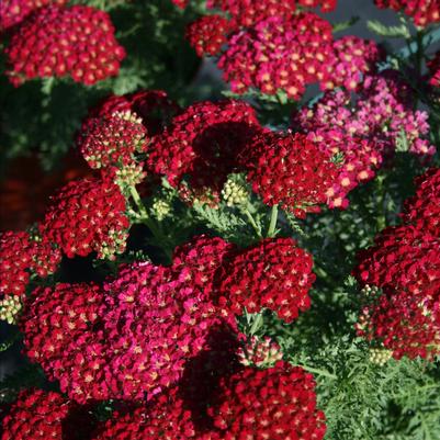 Achillea Pomegranate