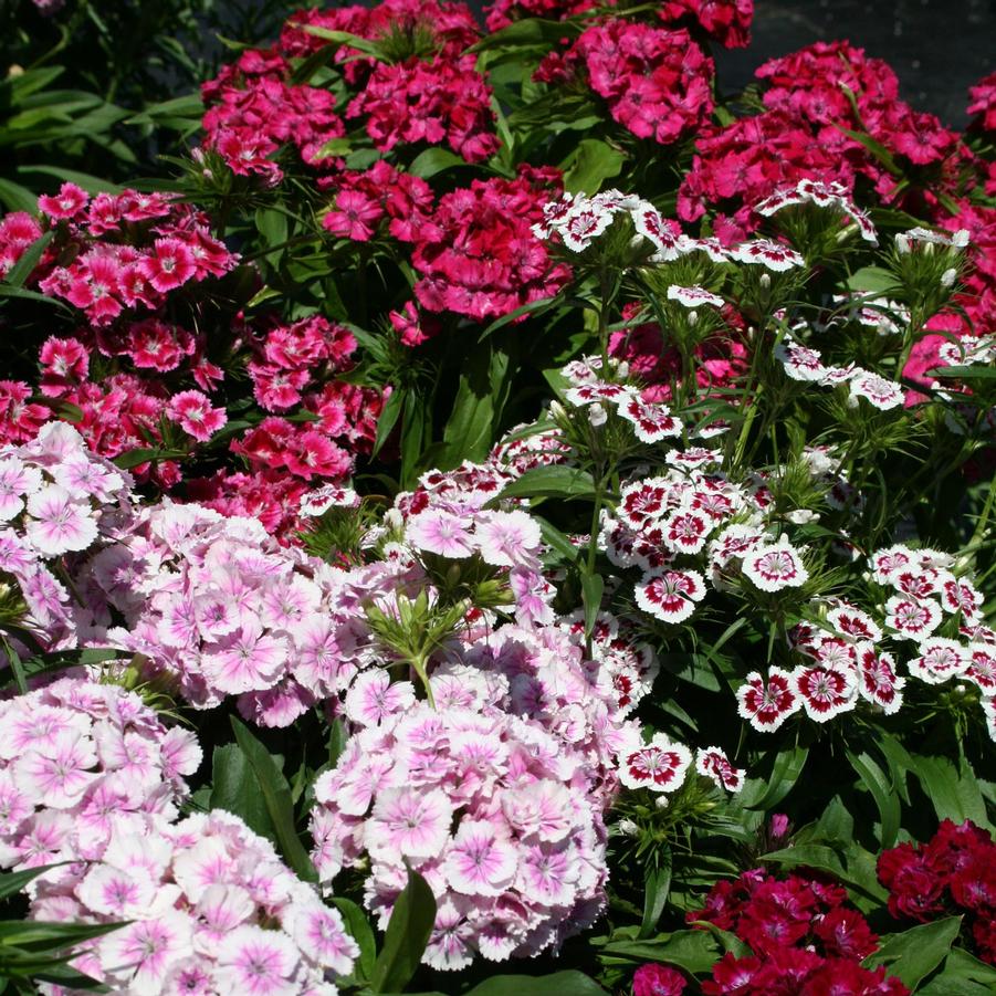 Dianthus barbatus Midget