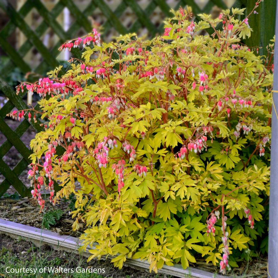 Dicentra spectabilis Gold Heart