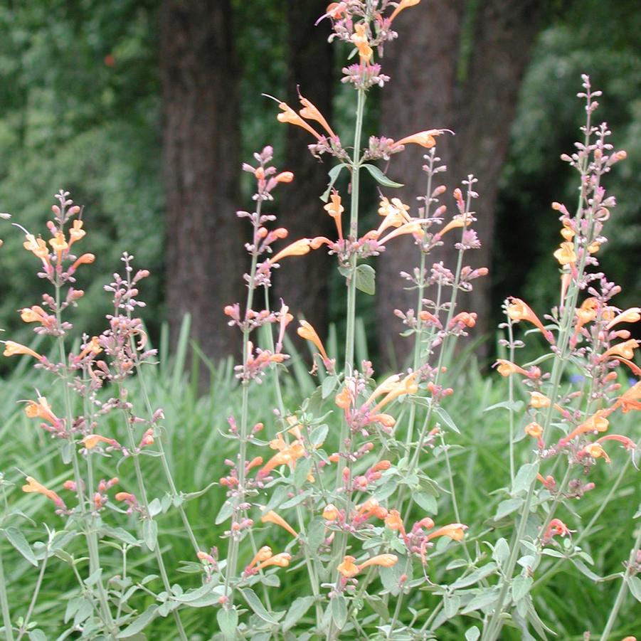 Agastache aurantiaca Apricot Sprite