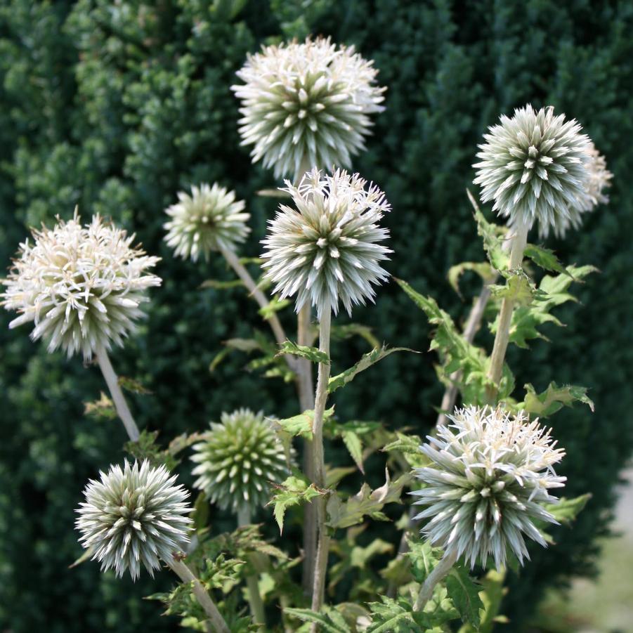 Echinops bannaticus Star Frost