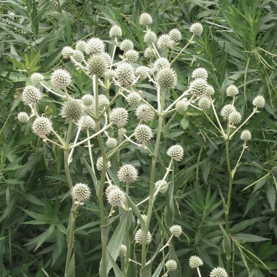 Eryngium yuccifolium 