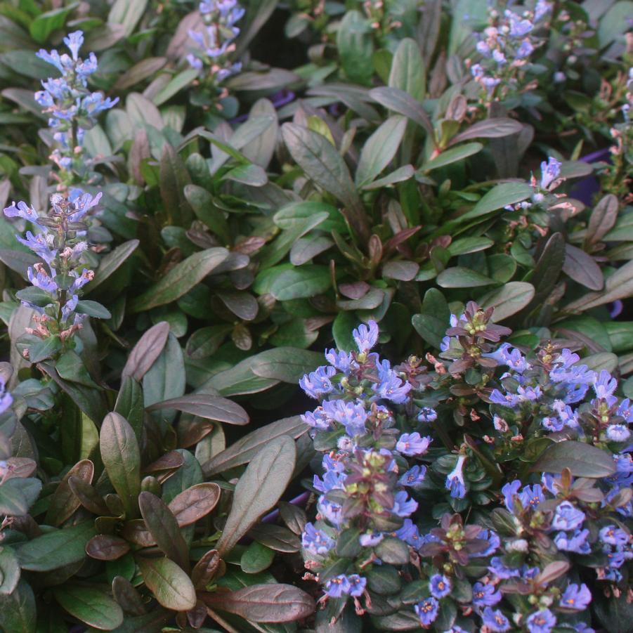 Ajuga reptans Chocolate Chip