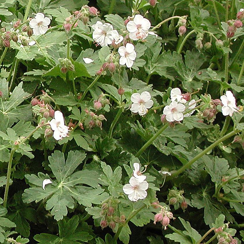 Geranium cantabrigiense Biokovo