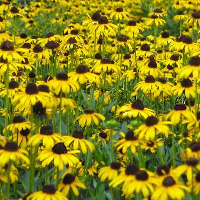 Rudbeckia fulgida var. speciosa Viette's Little Suzy