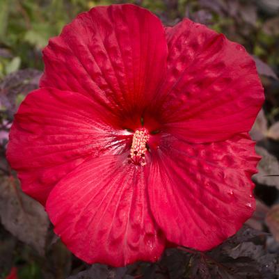 Hibiscus moscheutos Holy Grail