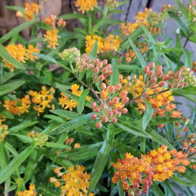 Asclepias tuberosa 