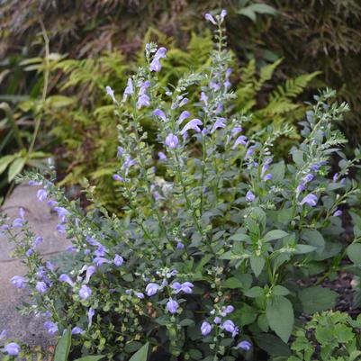 Scutellaria incana 