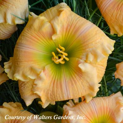 Hemerocallis Orange Smoothie