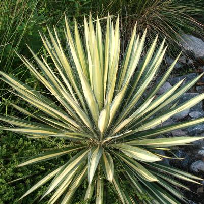 Yucca filamentosa Color Guard