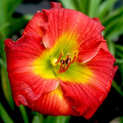 Hemerocallis Red Hot Returns