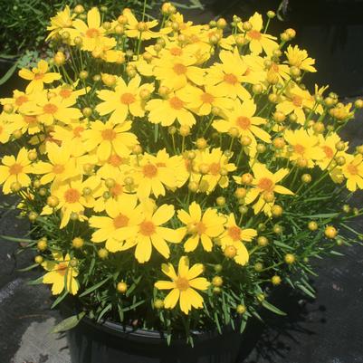 Coreopsis Citrine