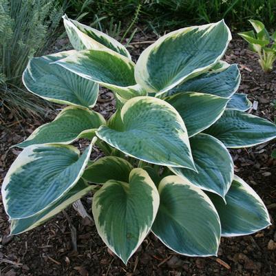 Hosta Barbara Ann