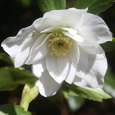 Helleborus orientalis Wedding Bells