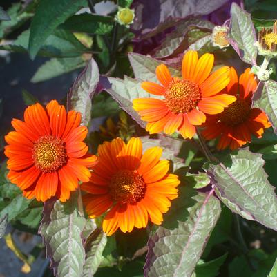 Heliopsis helianthoides var. scabra Bleeding Hearts