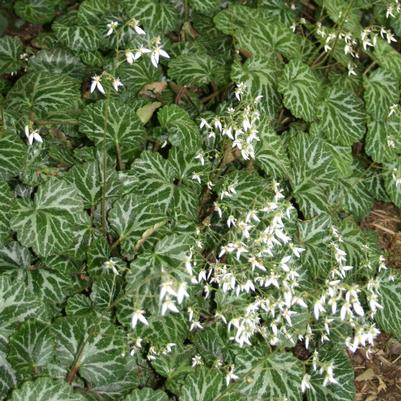 Saxifraga stolonifera 