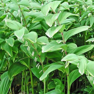 Polygonatum odoratum Variegatum