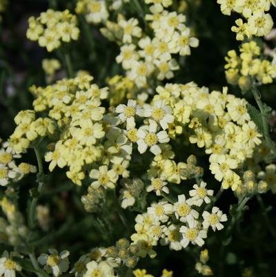 Achillea tomentosa King Edward