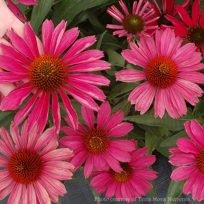 Echinacea Kismet Raspberry