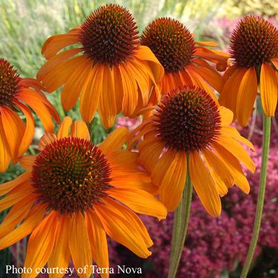 Echinacea Tiki Torch