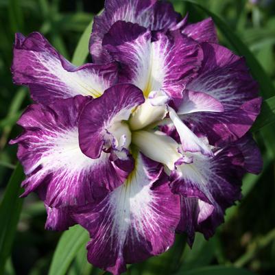 Iris ensata Lion King