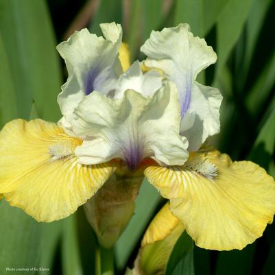 Iris germanica Double Your Fun