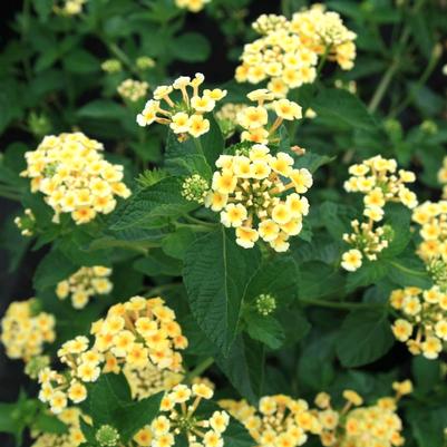 Lantana camara Chapel Hill Yellow