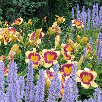 Hemerocallis Calico Jack