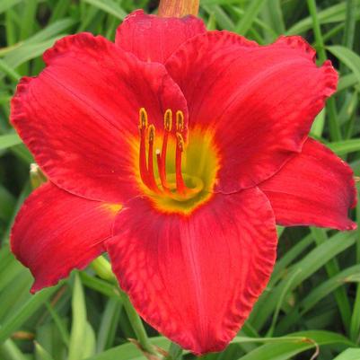 Hemerocallis Chicago Apache